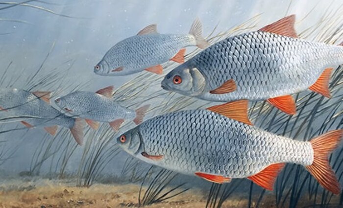 Ведьмак 3 плотва