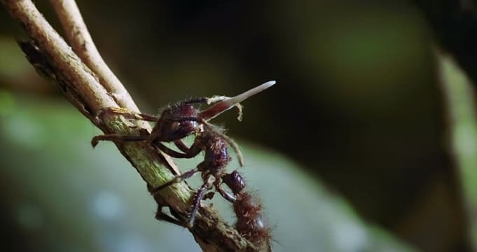 кордицепс и насекомые