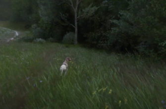 Навык псаря в Кингдом Кам