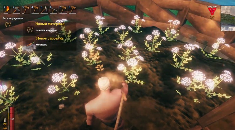 Сбор семян моркови