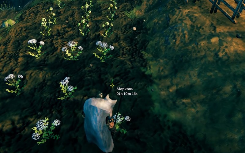 Выращивание моркови